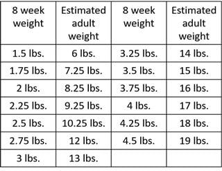 Shih tzu store dog age chart